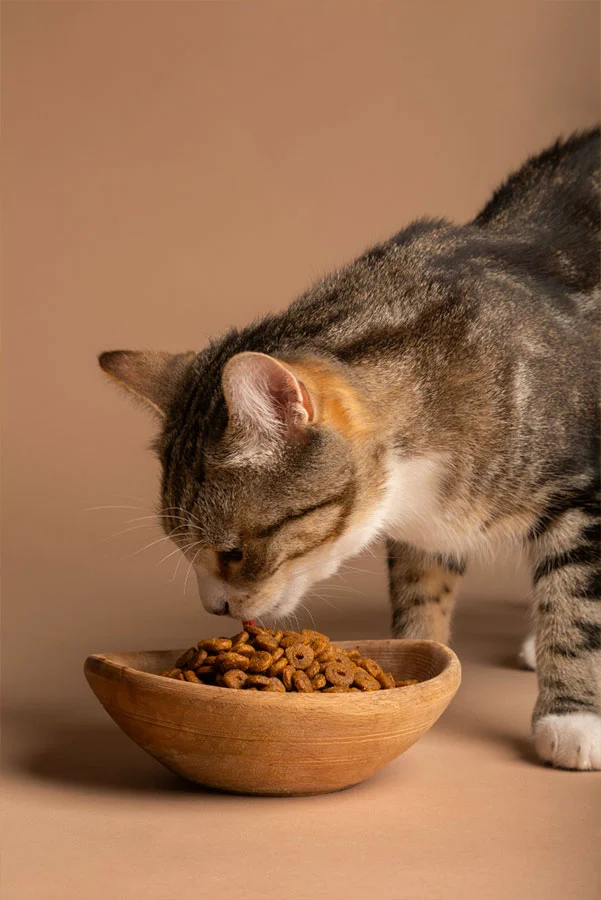 pet-food-storage